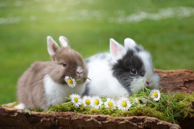 Easter Events Cancelled