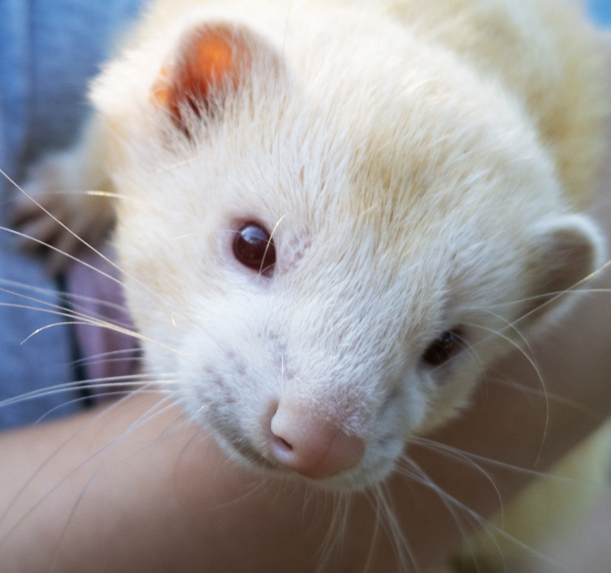Job – Animal Care Centre and Gardens Assistant