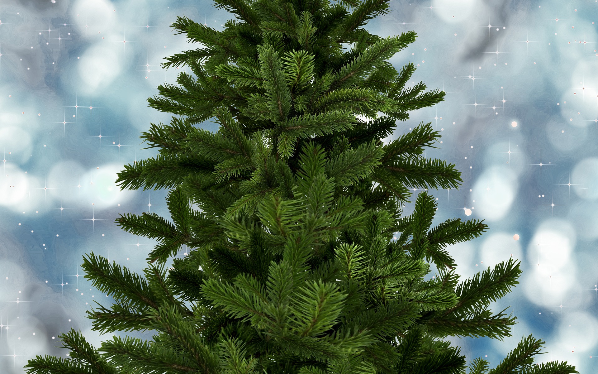 Get your Christmas Tree from us!