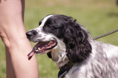 Dog Show Thank You!