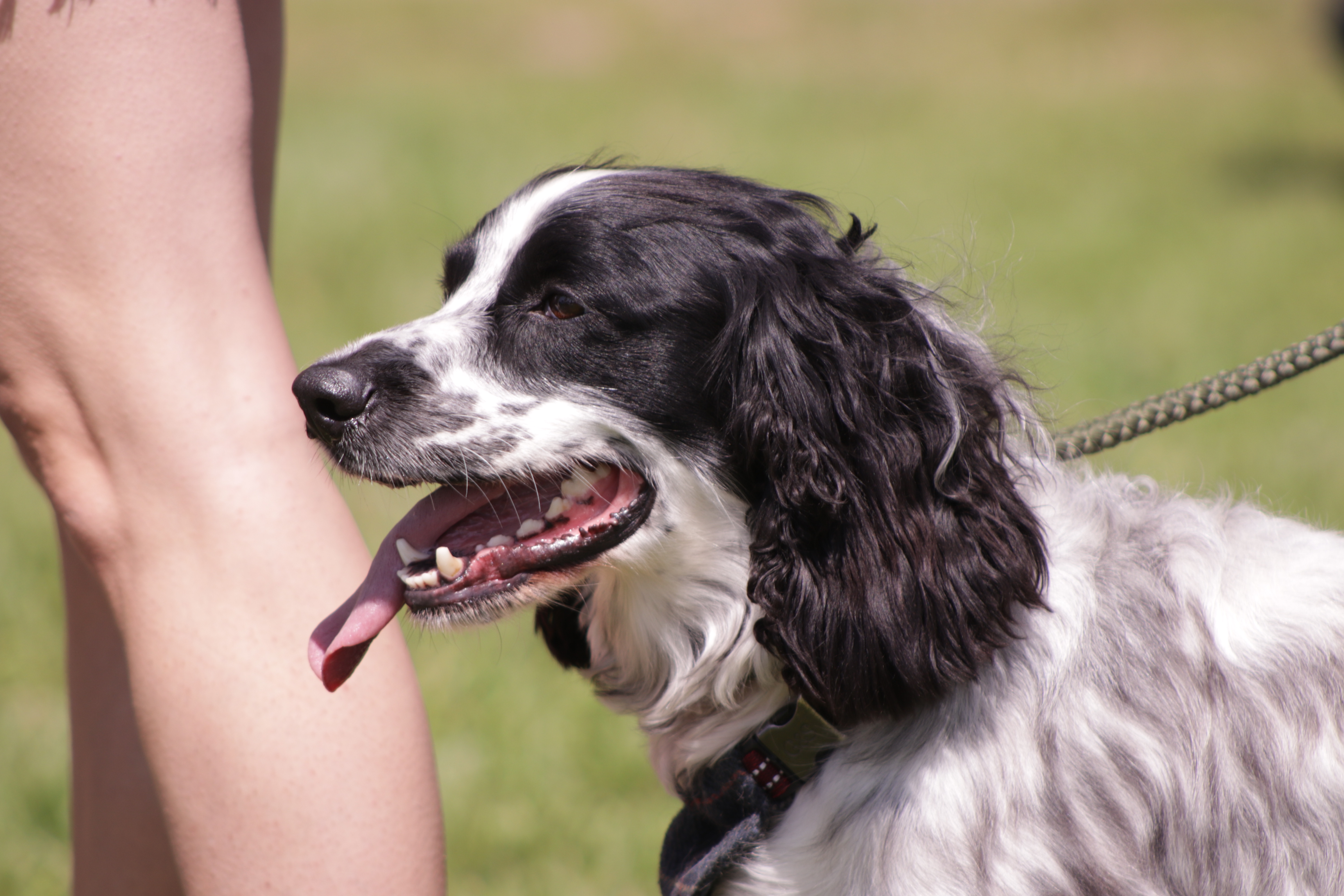 Dog Show Thank You!