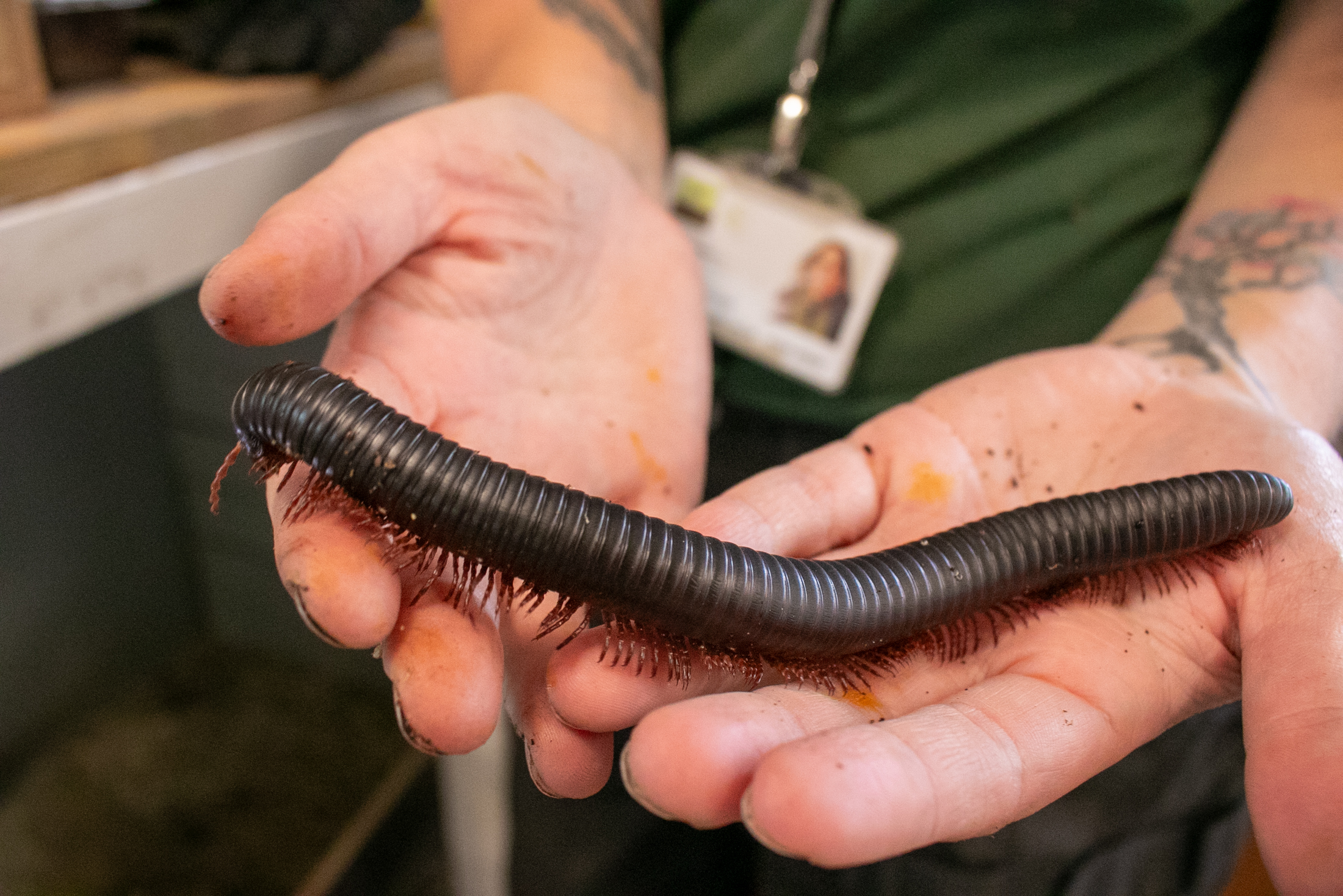 2024 – Easter Event – Bug Experience at The Walled Garden