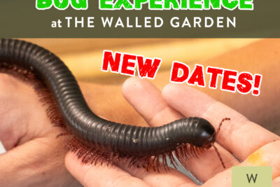 Bug Experience