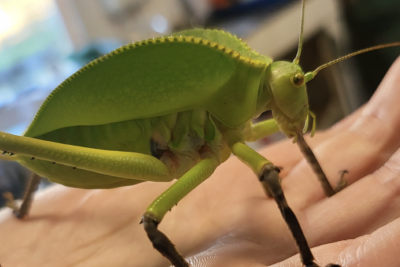 Bug Week Half-Term at The Walled Garden!