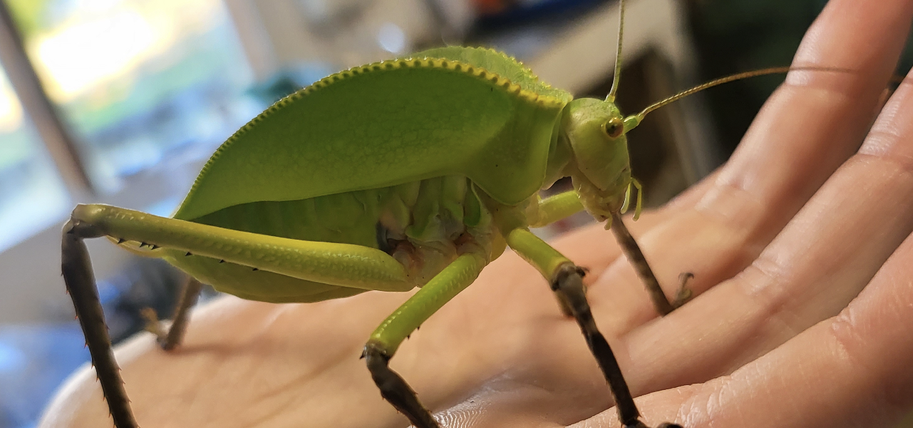 Bug Week Half-Term at The Walled Garden!