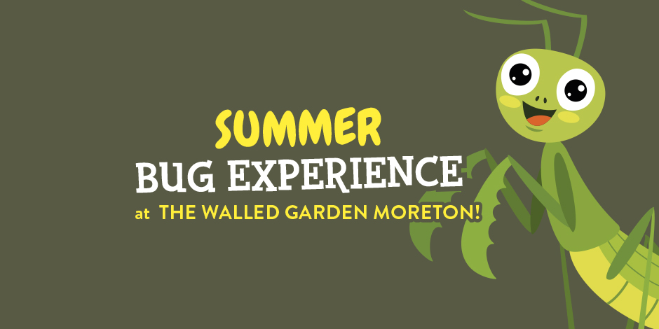 Summer Bug Experience – Meet our bugs!