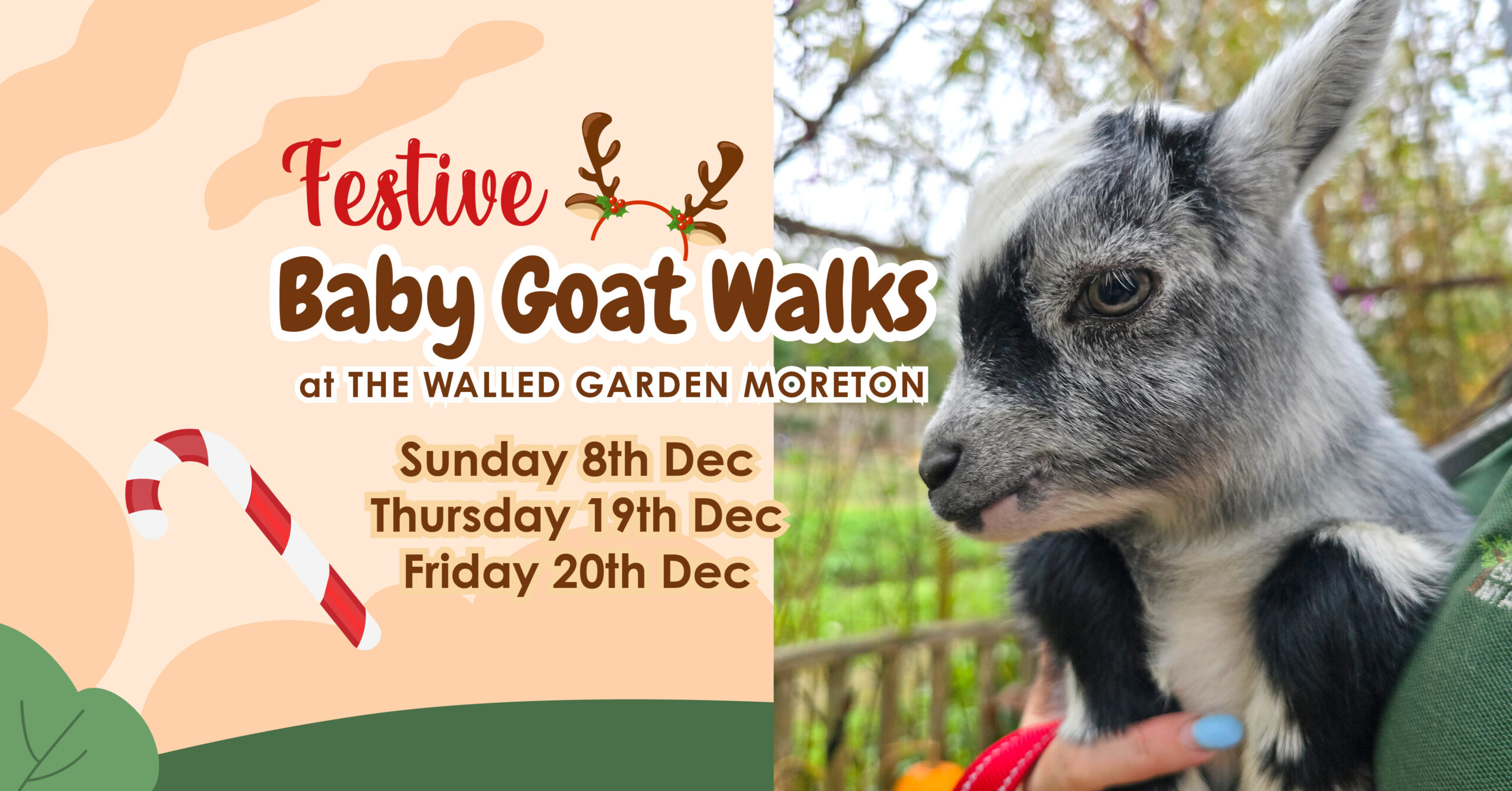 Festive Baby Goat Walks at The Walled Garden