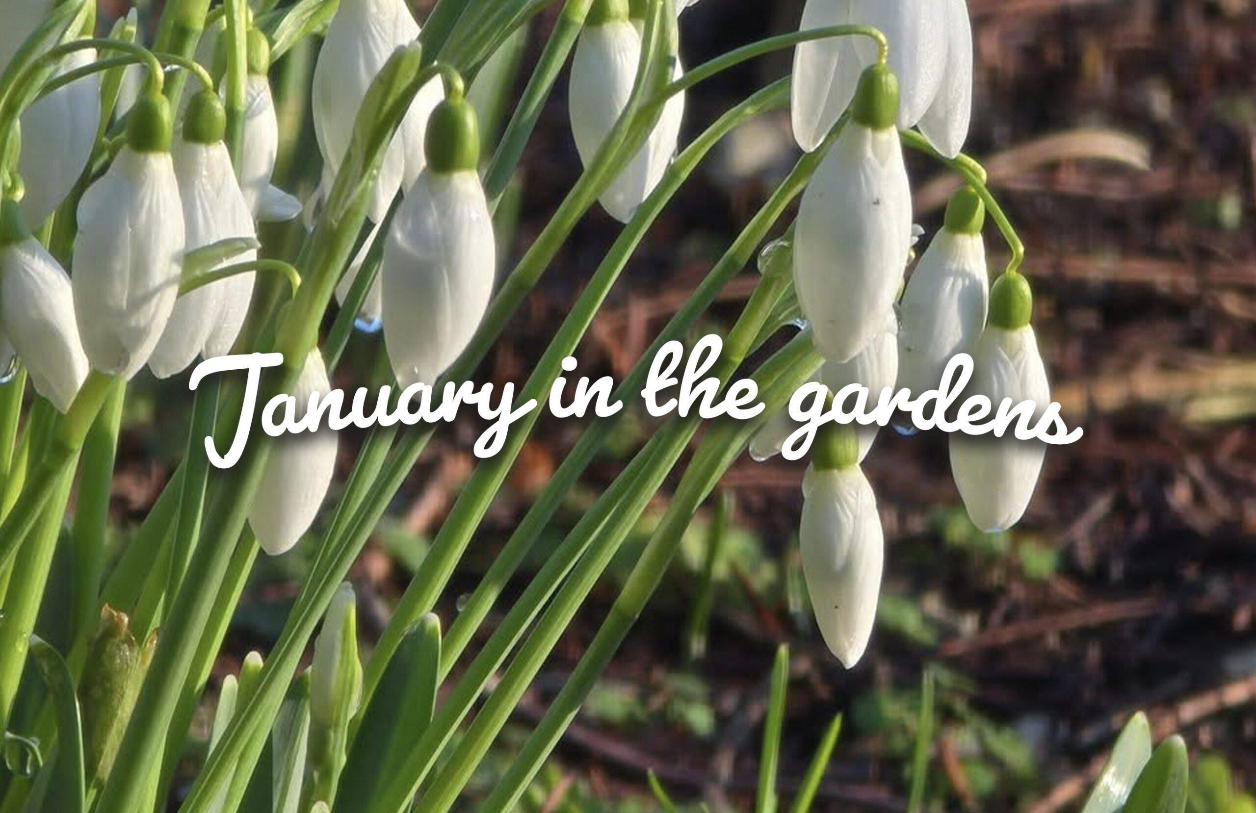 Blog: January in the gardens…