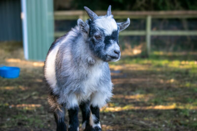 Animal Keeper Club – for juniors and early teens!