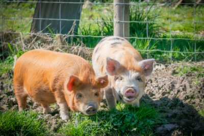 Animal adoptions now available!