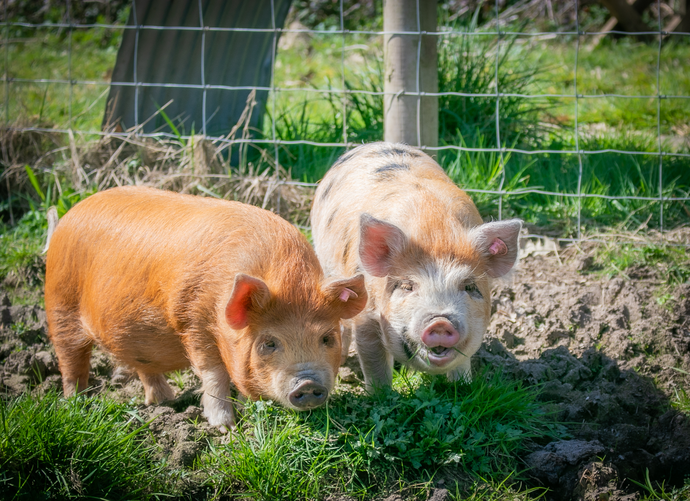 Animal adoptions now available!