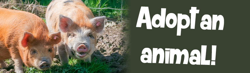 Adopt an Animal banner for the WG Home Page.