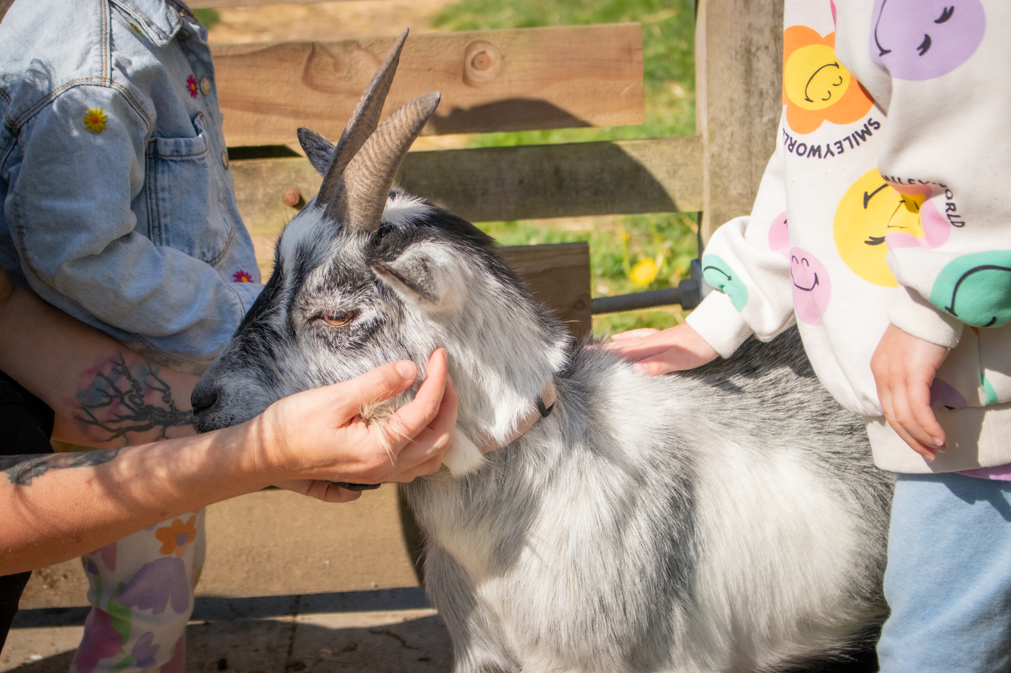 Animal Acre