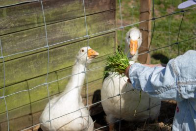 Five Reasons to visit The Walled Garden in Dorset for the Easter Holidays!